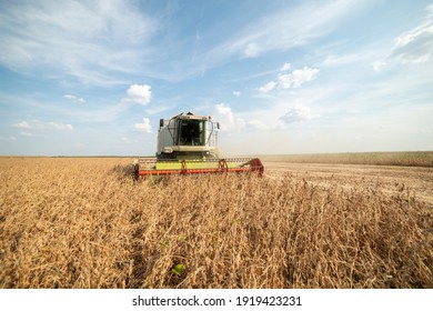 Harvesting Of Soybean Field With Combine