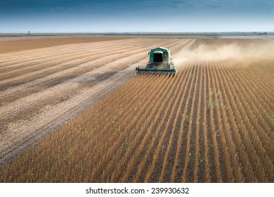 Harvesting Of Soybean Field With Combine