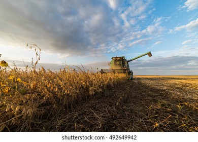 Harvesting Of Soybean Field With Combine