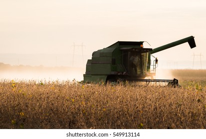 Harvesting Of Soybean Field With Combine