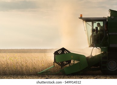 Harvesting Of Soybean Field With Combine