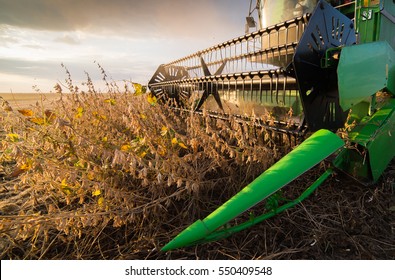 Harvesting Of Soybean Field With Combine