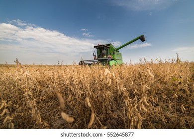 Harvesting Of Soybean Field With Combine