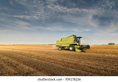 Harvesting Of Soybean Field With Combine