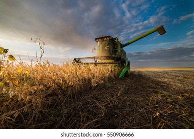 Harvesting Of Soybean Field In Sunset