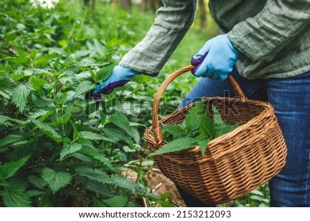 Harvesting stinging nettle at springtime. Woman with gardening gloves picking fresh green nettle plant into wicker basket