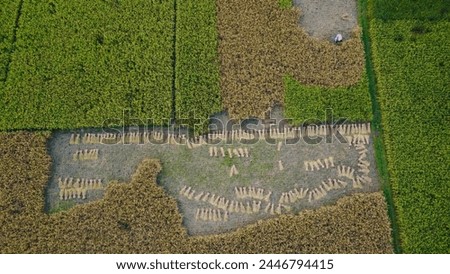 Harvesting time.  drone aerial landscape view of beautiful bangladesh. bird eye view, land. green top view agricultural land.