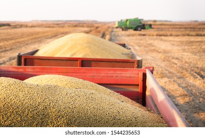 Harvesting and transportation of soybean in field. - Shutterstock ID 1544235653