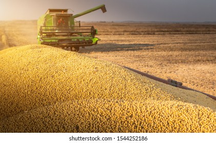 Harvesting and transportation of soybean in field. - Shutterstock ID 1544252186