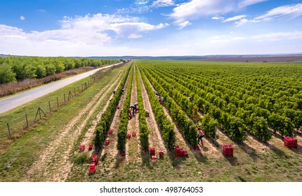 Harvesting vineyard in the autumn season, aerial view from a drone, panoramic image