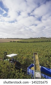 Harvesting Wine Grapes Mornington Peninsula Victoria Australia