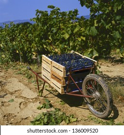 Harvesting The Wine Grapes At A Vineyard In The Provence,France