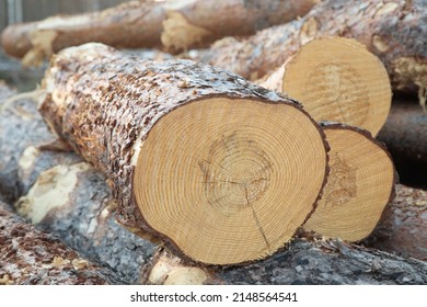 Harvesting of wood. A plot for logging.Sawing the forest into logs.