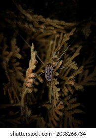 harvestman arachnid sitting on a bush