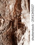 harvestman in the wild state 