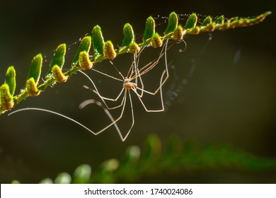 A Harvestmen Sheds Its Exoskeleton On A Fern. Wake County, North Carolina.