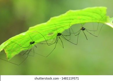 Harvestmens(Arthropoda: Arachnida: Opiliones).
Under the leaf.
In Taiwu,Pingtung,Taiwan.