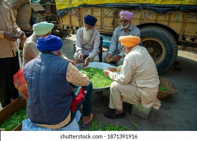 Haryana, India December 9 2020: Sikh Mans Sit In A Circle To Shell Peas For Langar (community Kitchen) Preparation During Farmer Protest.