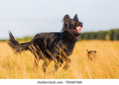 65 Harzer fuchs Images, Stock Photos & Vectors | Shutterstock