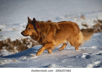 Harzer Fuchs at work goes through the snow - Shutterstock ID 2006357681