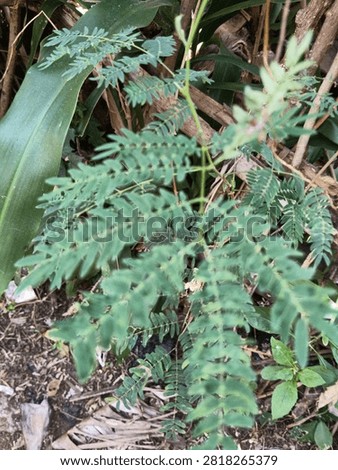 It has many tiny, delicate leaflets arranged neatly along slender stems, giving it a soft, fern‑like appearance.