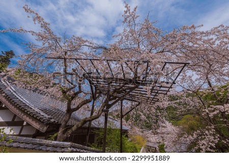 Similar – Image, Stock Photo tree stories especially