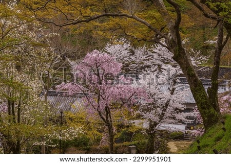 Similar – Image, Stock Photo tree stories especially
