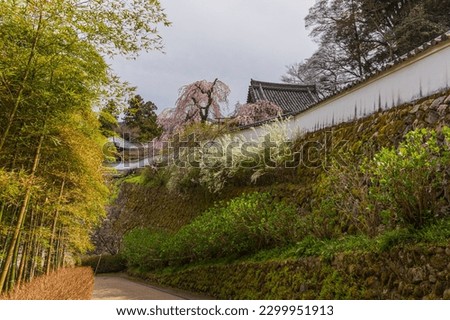 Similar – Image, Stock Photo tree stories especially