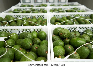 Hass Avocado Baskets For Export