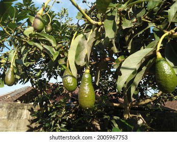 Hass Avocado Is An Avocado Cultivar With Dark Green Wavy Skin.  It Was First Grown In Southern California And Amateur Horticulturist Rudolph Hass, Large Fruit Weighing 200 To 300 Grams.