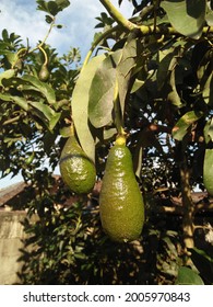 Hass Avocado Is An Avocado Cultivar With Dark Green Wavy Skin.  It Was First Grown In Southern California And Amateur Horticulturist Rudolph Hass, Large Fruit Weighing 200 To 300 Grams.