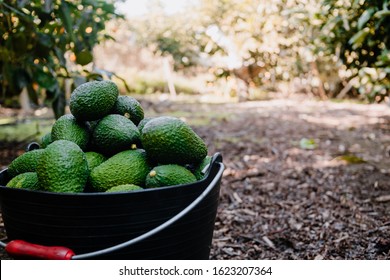 Hass Avocados Harvested Inside Of A Bucket