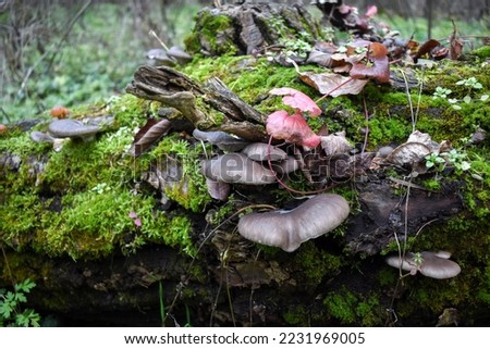 Hat of oyster mushroom on an old log covered with green moss and autumn leaves