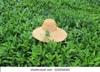 hat in tea field