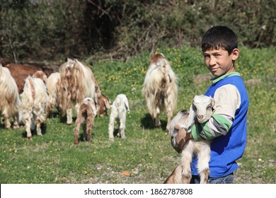 HATAY TURKEY-
February 07,2013 shepherd boy feeding the sheep