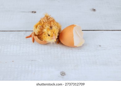 Hatched chick is emerging from its eggshell on plain wooden surface