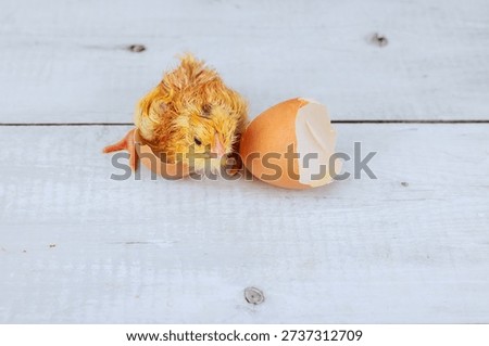 Hatched chick is emerging from its eggshell on plain wooden surface