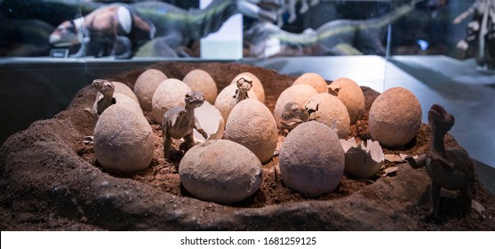 Hatched Dinosaur Eggs In A Museum.