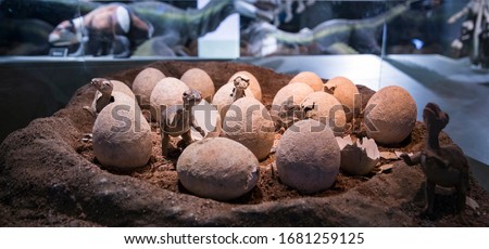 Hatched dinosaur eggs in a museum.