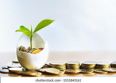 Hatched Egg And Coins With Small Plant Tree. Pension Fund, 401K, Strategies And Plan For Passive Income. Saving Money And Investment. Risk Management For Business Growth. Manage Money In Retirement.