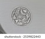 Hatched grade CB human blastocyst. Human embryo in the fifth day of development at the blastocyst stage just hatched. Prepared for transfer to a woman in assisted fertilization techniques.