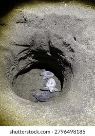 “Newly hatched sea turtle emerging from its eggshell in a conservation hatchery