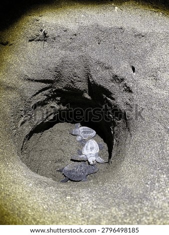 “Newly hatched sea turtle emerging from its eggshell in a conservation hatchery