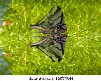 Hatchet Fish (Carnegiella Strigata) In A Tropical Aquarium, With His Reflection On Top And Riccia Fluitans Plant On Background