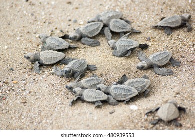 Hatching Baby Turtles Free To The Ocean