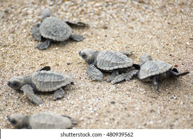 hatching baby turtles free to the ocean