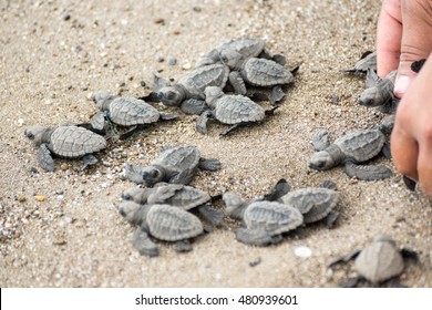 Hatching Baby Turtles Free To The Ocean