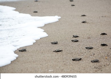 hatching baby turtles free to the ocean