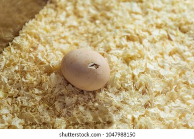 A Hatching Egg In An Incubator