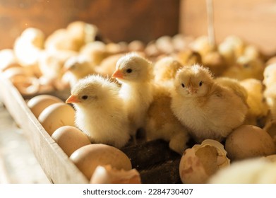 https://image.shutterstock.com/image-photo/hatching-eggs-incubator-group-small-260nw-2284730407.jpg